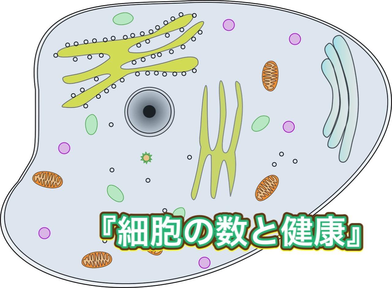 Ortho21☆『細胞数と健康』